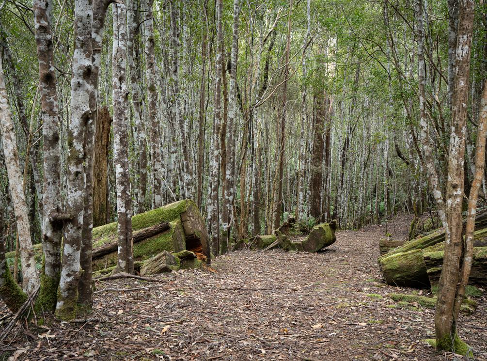 Walking trail winding through native forest near Fern Tree, Tasmania