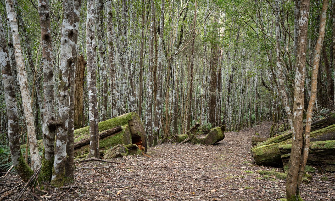 Walking trail winding through native forest near Fern Tree, Tasmania
