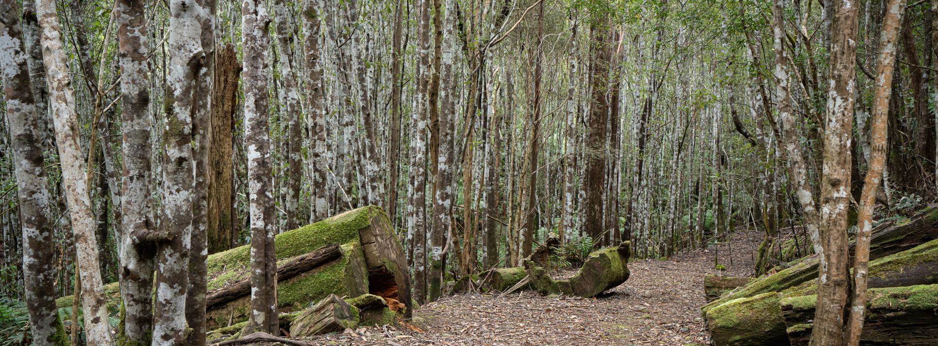 Walking trail winding through native forest near Fern Tree, Tasmania