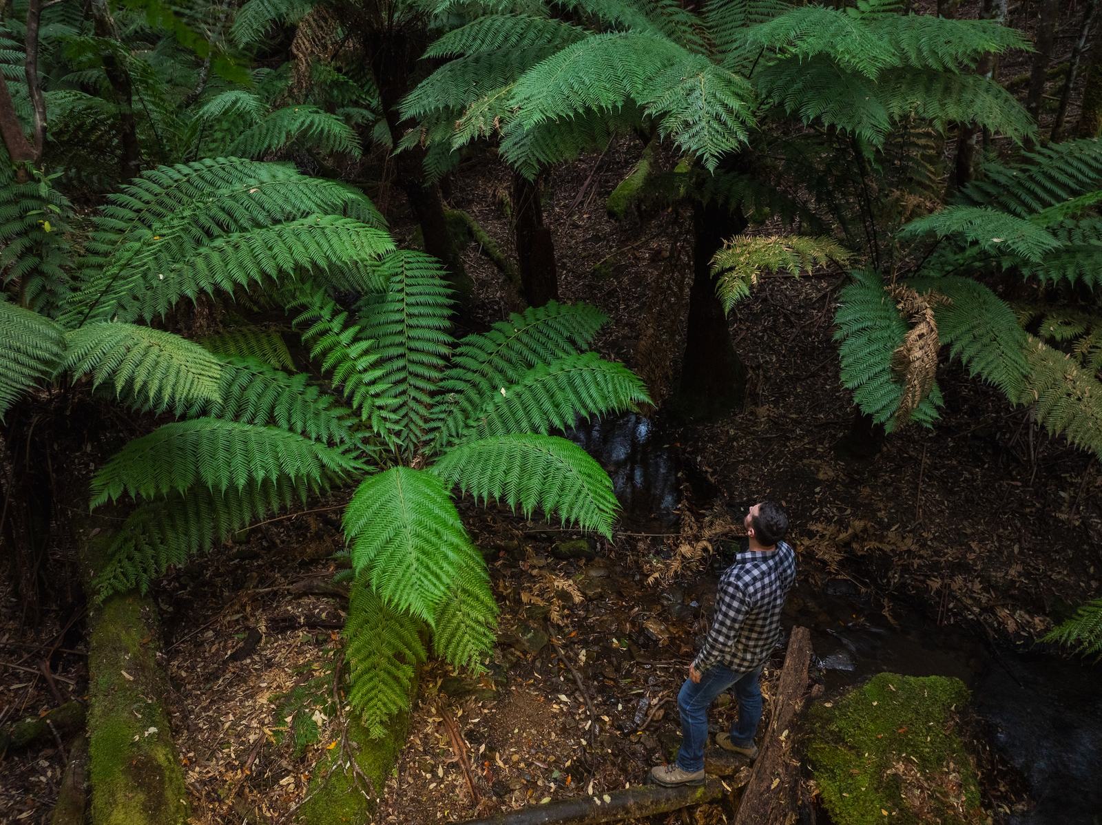 Person standing underneath large ferns by a creek Tasmania