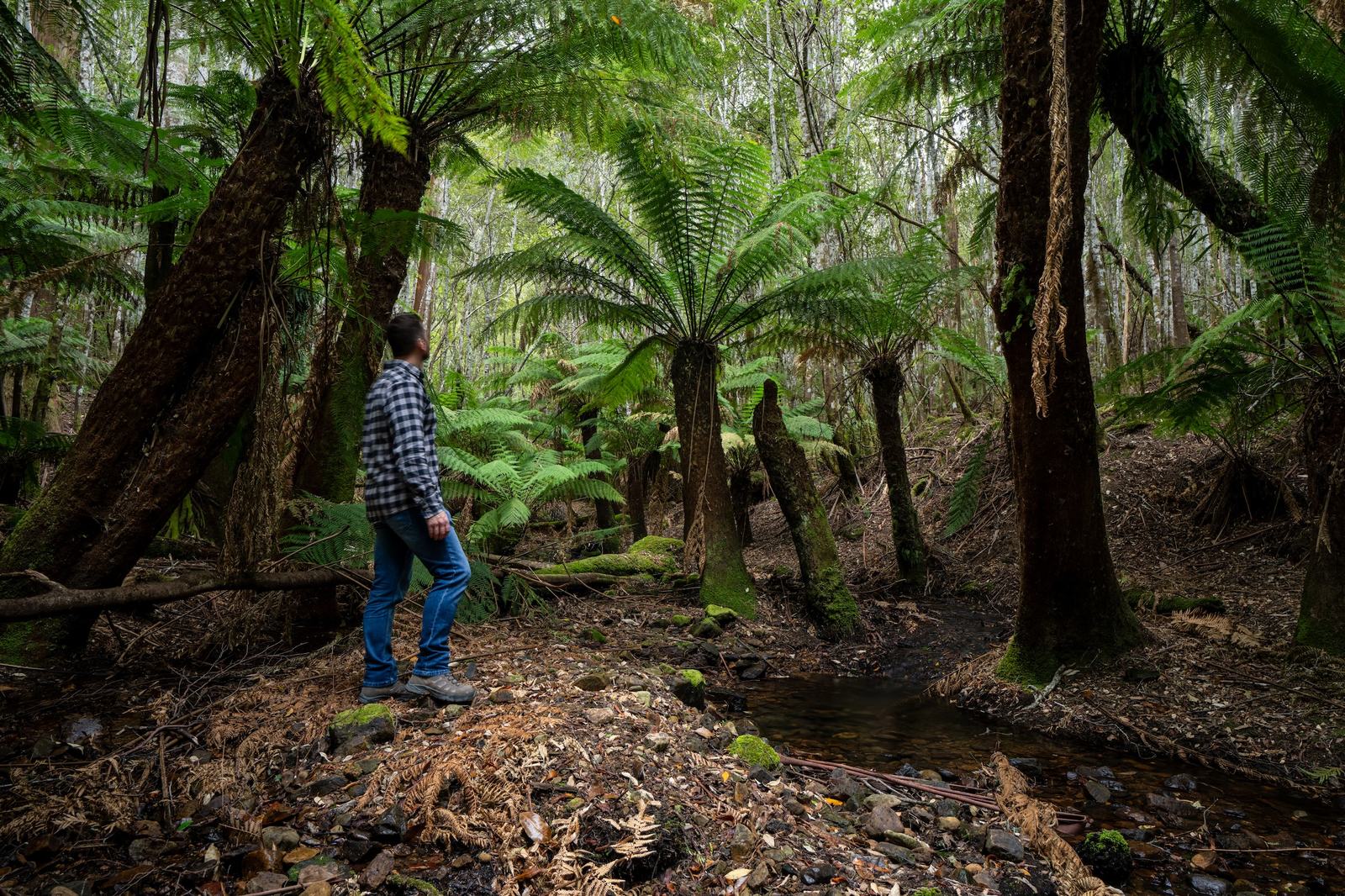 Person standing underneath large ferns by a creek Tasmania