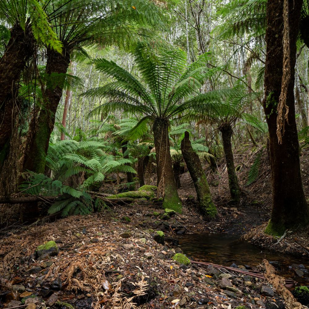 Ferns growing beside a small forest creek in Fern Tree, Tasmania.