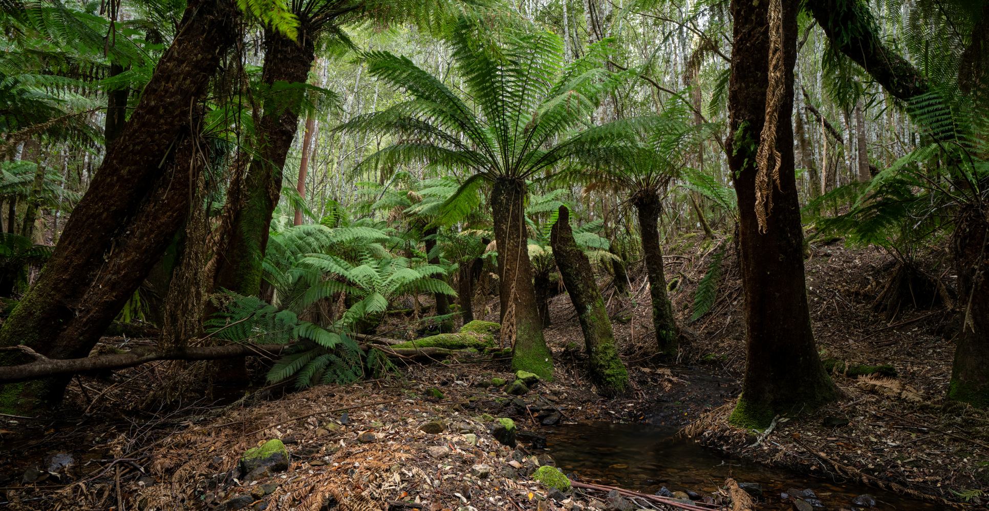 Ferns growing beside a small forest creek in Fern Tree, Tasmania.