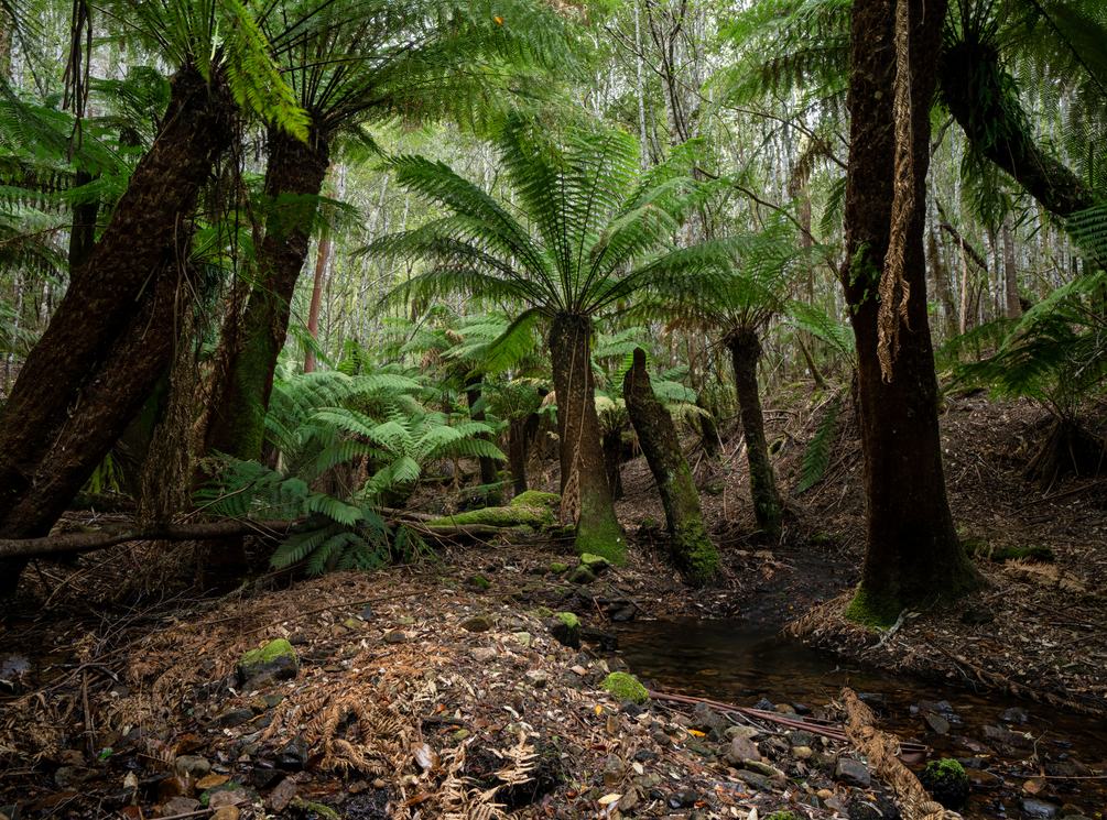Ferns growing beside a small forest creek in Fern Tree, Tasmania.