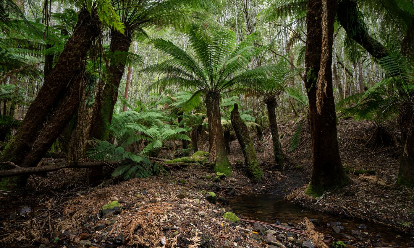 Ferns growing beside a small forest creek in Fern Tree, Tasmania.