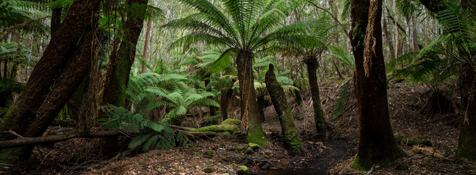 Ferns growing beside a small forest creek in Fern Tree, Tasmania.