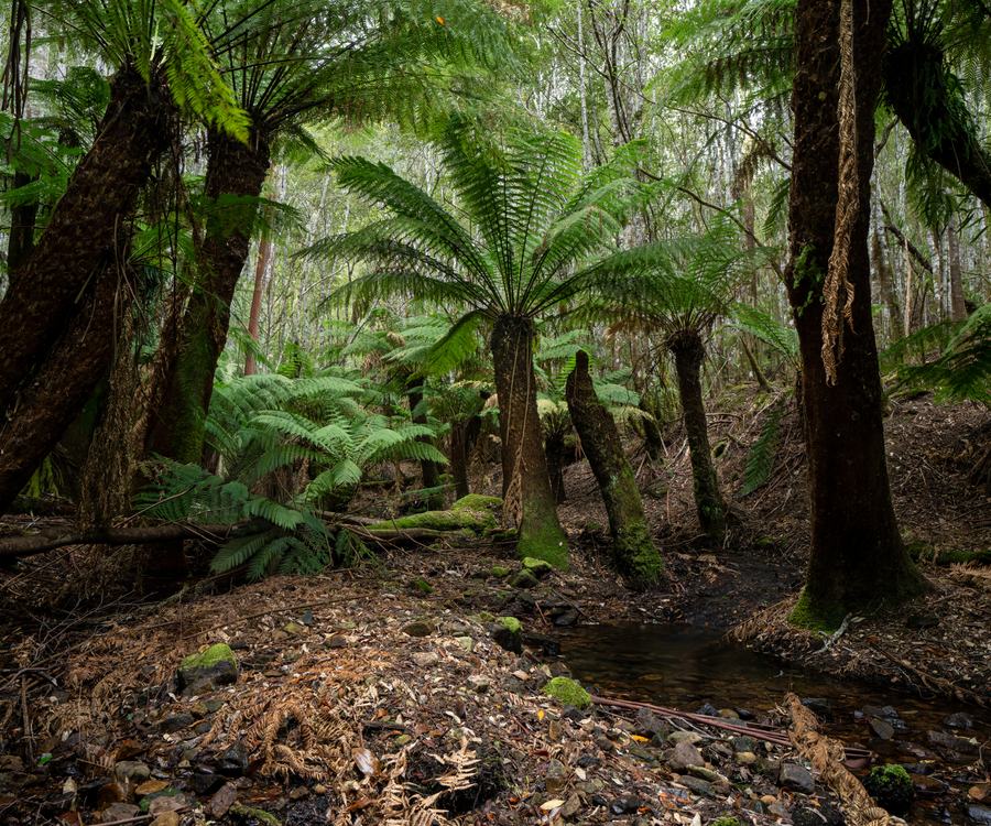 Ferns growing beside a small forest creek in Fern Tree, Tasmania.